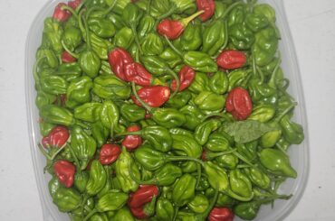 Scotch bonnet recipies?