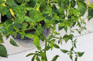 Leaves turning yellow and new growth is curly