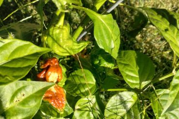 Help possibly identifying peppers