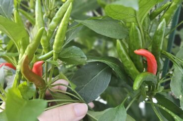 I also have nebulous "chili reds" from Bonnie's with adjacent chili de arbol