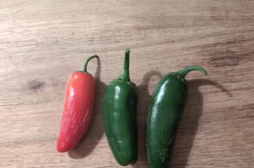 Does anyone know what kind of chili these are?