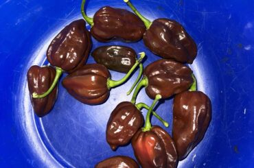 First pepper harvest ever! Congo Black