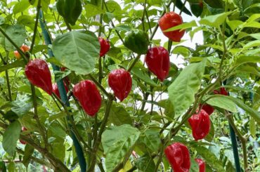 It’s Red Hab season