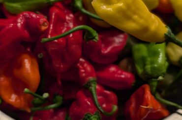 Just bit into an Aji Mango, and that might be the sweetest hot pepper I've ever had.