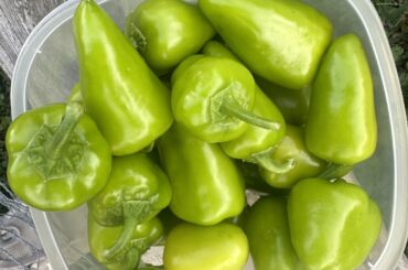 Accidental cross pollination result.