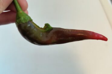 New - what the heck happened here?