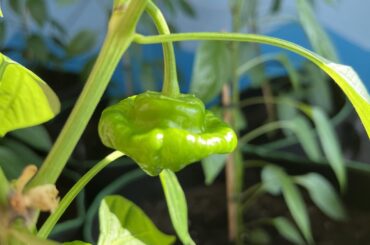 Alright, give it to me straight. Is this a Jamaican Scotch Bonnet?