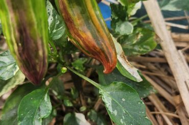 The colour change is starting.. love watching these