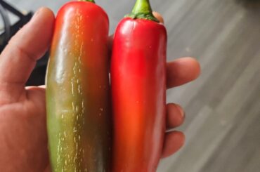 Can anyone identify these peppers?