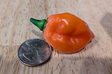 What flavor should I expect from the Sweet Habanero?