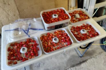 Starting to dry some Reapers!