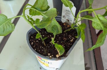 Carolina Reaper quantity