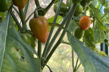 Habs! Will these turn red?