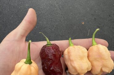 Orion and Bahamian Beast Peach Cross