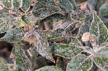 Are these aphids and can my plants be saved?