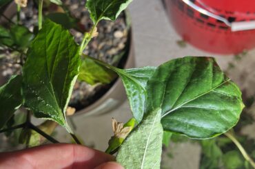 What're these bumps on my pepper leaves?