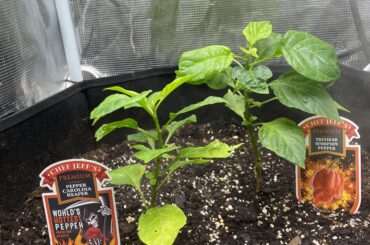 They’re growing well in the tent, fingers crossed they fruit well. Going to try crossing these over the next couple of years to see what I get.