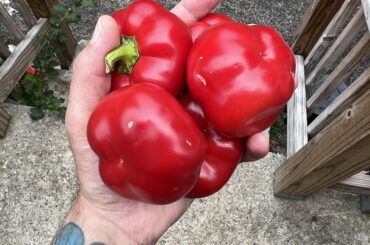 Pimento question