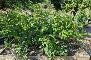 Malawi pepperdews going nuts