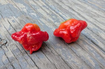 Spicy boys finally coming in!