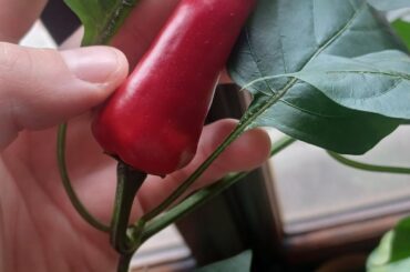 Help in chili identification? More info in description