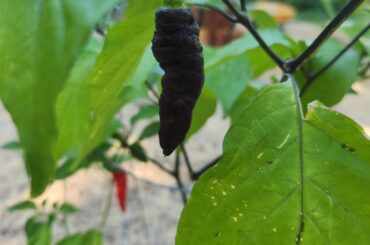 Pepper ID - seems not to be the Hot Paper Lantern that was planted