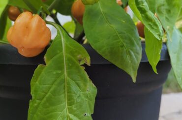 Help identify my pepper