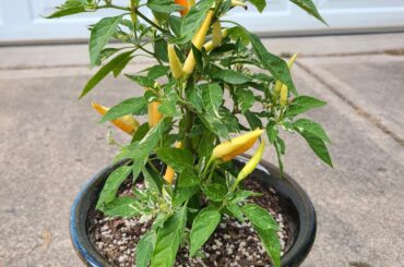 Uchu Cream Ornamental