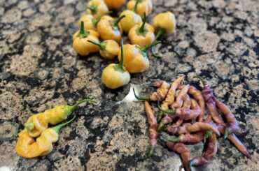 Nice little Saturday harvest