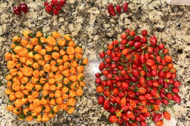 Spent a little time in the pepper patch this morning