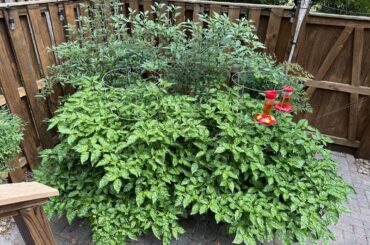 KSLS and Thai Pepper plants are huge this year