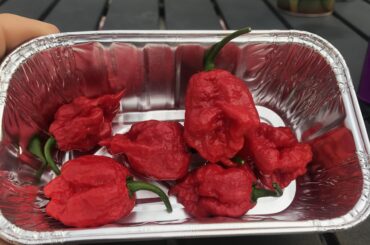 Picked some Carolina Reapers