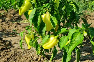 good thing now is that they are well grow <3