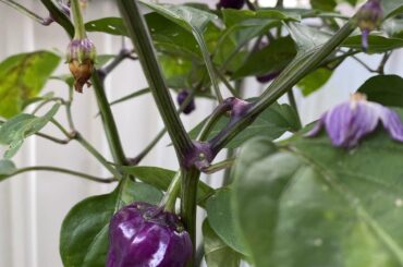 What kind of pepper?