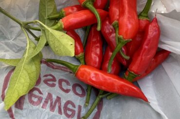 What’s this pepper? Labeled as a yellow pequin.
