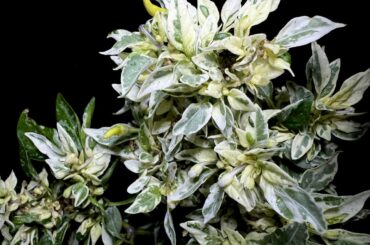 This chilli plant I picked up from my local market is showing some cool looking variegation