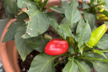 zero clue as to what my pepper plant is called