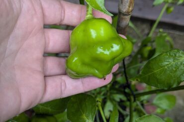 Are my scotch bonnets actually scotch bonnets?