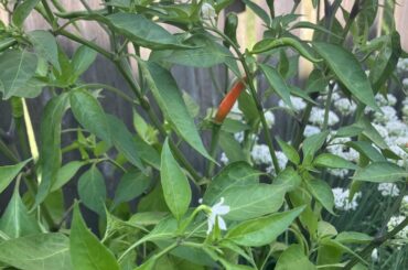 First ripe Thai chili