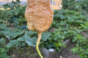 Star scream. I mislabeled the earlier post.