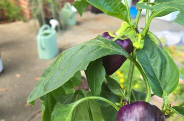 Whats happening to the peeper