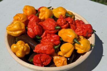 this week’s harvest!