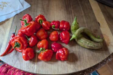 Harvest finally coming in good!