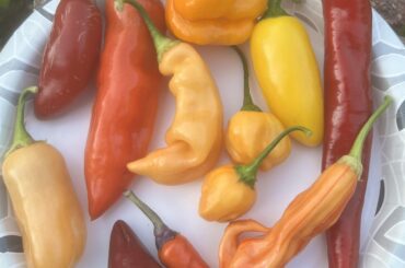 I’m gonna miss the summer, but I love when they’re all ripe at the same time.