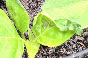 What is wrong with my seedling?  Is the fan too strong?