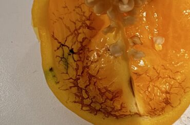 Why does the inside of my habanero look like this