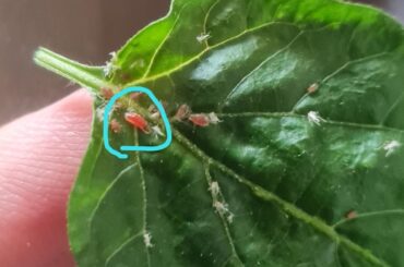 Tiny red worm/caterpillar?