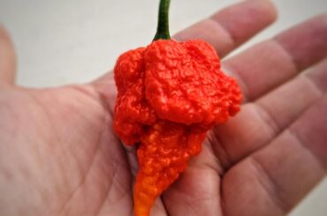 Lots of peppers ripening up these days!