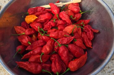 First Harvest, Ghost Peppers
