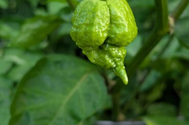 Anyone growing Beast? Looks scary...